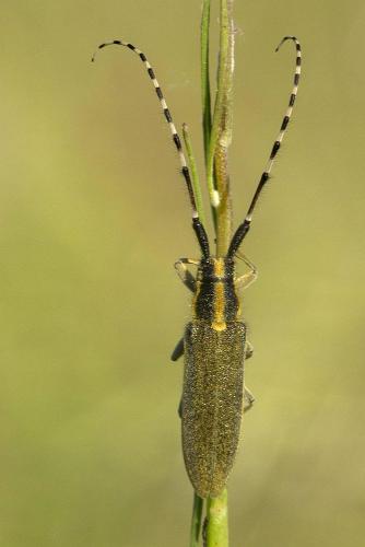 Agapanthia sp.